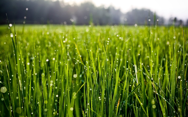 blade of Grass, raindrop, day, agriculture, backgrounds, wet, growth, scenics, field, green Color, beauty In Nature, cereal plant, grass, dew, land, summer