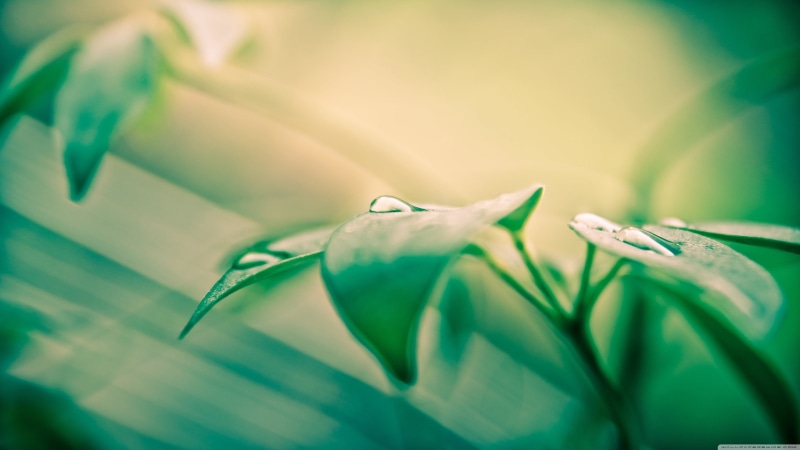 leaf, flowering plant, plant part, soft focus, plants, freshness, leaves, beauty in nature, flower, green, water, selective focus, no people, plant, close-up