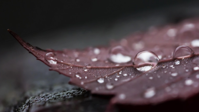 photograph, water, 4K, autumn, rain drops, photography, close, dark, leaf, drops