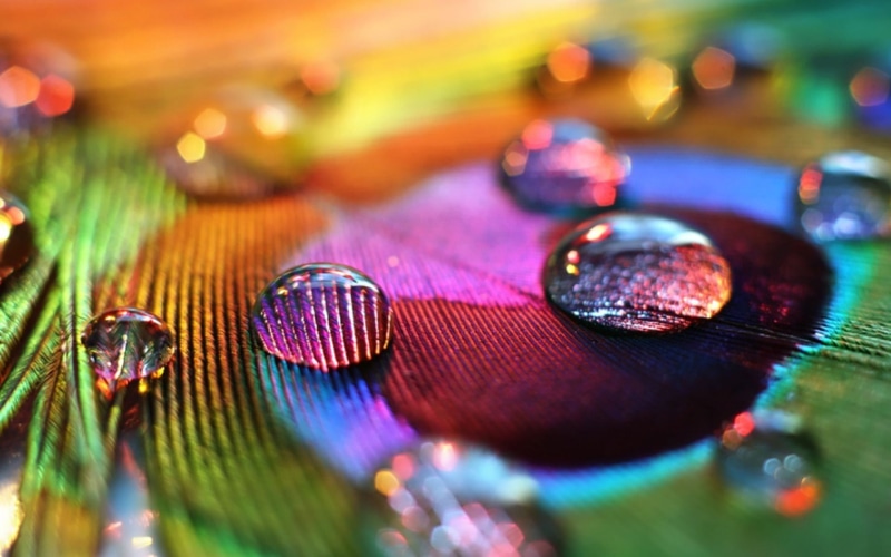 water drops, tilt shift, macro, 1080P, peacocks, feathers, colorful