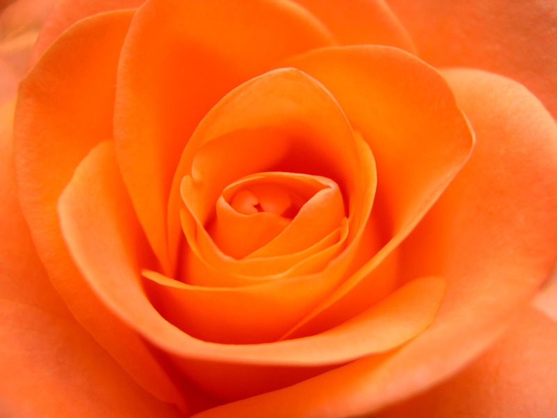 love, petal, single Flower, photo, close-up, flower, rose, 720P, plant, freshness, romance, rose - Flower, orange, backgrounds, flower  Flower, beauty In Nature