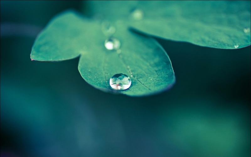 rain, fragility, floating on water, drop, flower, liquid, wet, plants, water drops, backgrounds, water, defocused, leaves, purity, environmental Conservation