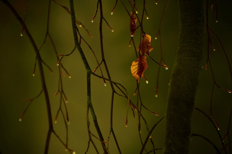 green color, leaves, painting, plant, water drops, water, blurred, no people, abstract, brown, leaf, autumn, macro, fragility, tree, nature, close-up, photography