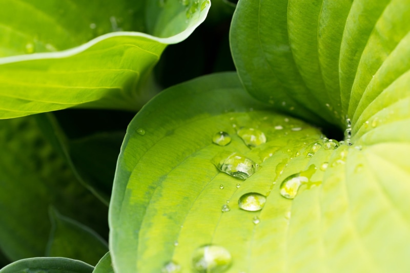 plants, green, selective focus, outdoors, plant part, drop, water drops, nature, plant, fragility, close-up, wet, green color, leaf, growth, flower, beauty in nature
