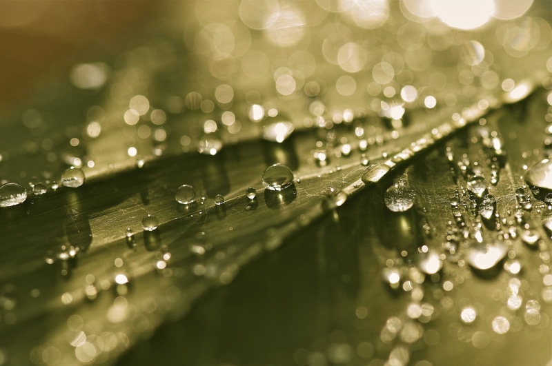 abstract, drop, wet, droplets, sunlight, rain, vibrant Color, color Image, liquid, clean, purity, dew, blade of grass, close-up, condensation, summer, raindrop