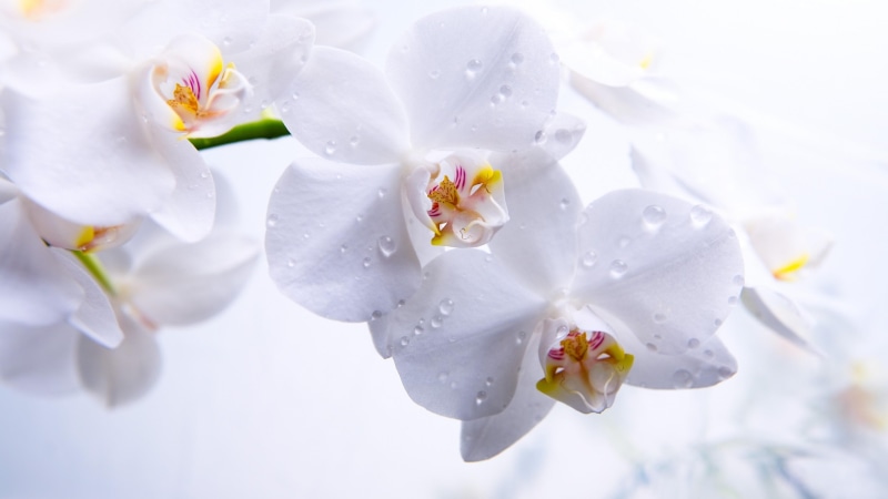 orchid, flower, white orchid, 4K, water drops, drops