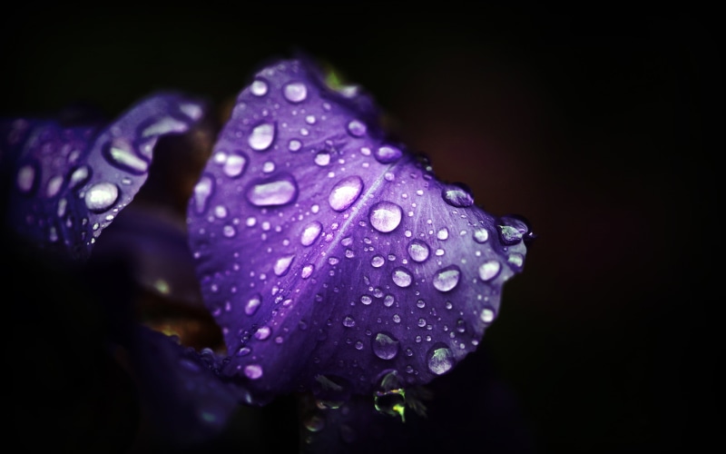 blossom, petal, flower, drop, rain, black background, water drops, plant, outdoors, nature, leaf, backgrounds, close-up, beauty, flower Head, water, vulnerability