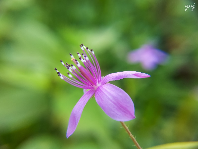 flower, nature, purple, smartphone, purple  flower, closeup photography, green, flower Head, plant, petal, 1080P, beauty In Nature, petaled, macro, photography