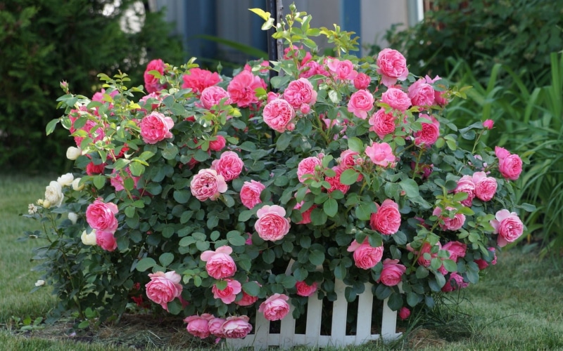 Garden, Fence, 1080P, Pink, Roses, Grass, Flowers