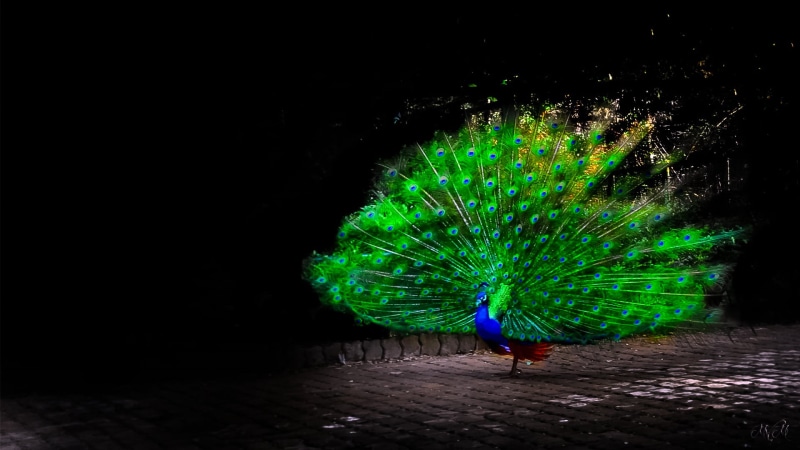 copy space, birds, animals, arts culture and entertainment, bird, one person, women, motion, pattern, real people, artwork, outdoors, peacock, 1080P, lifestyles