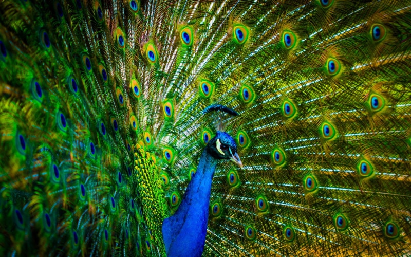 1080P, Feathers, Peacock, Beautiful