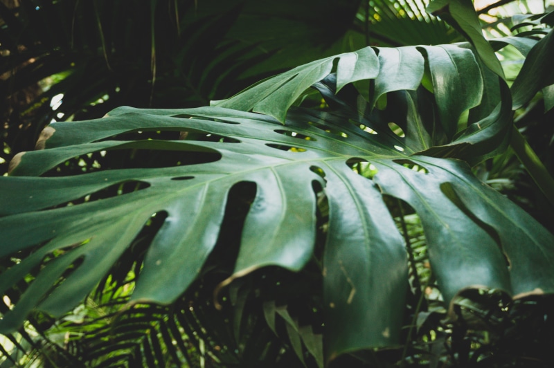 water, green, tranquility, botany, day, leaves, 5K, leaf, freshness, growth, vulnerability, botanical garden, no people, drop, focus on foreground, close-up