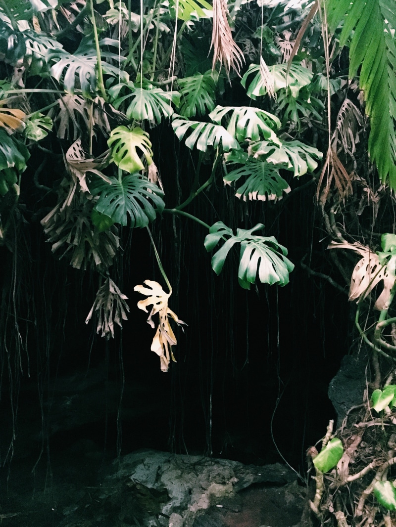 tree, mexico, greenhouse, outdoors, tranquility, close-up, shadows, institute of biology, leaf, vulnerability, fragility, green color, plant part, day