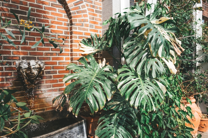 brick wall, no people, fountain, building exterior, botanical garden, building, leaves, plants, front or back yard, boylston, botanical, 5K, greenhouse