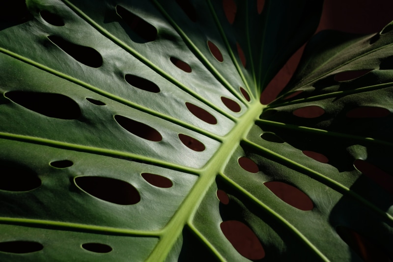 backgrounds, macro, estepona, no people, day, tropical plant, 5K, leaf vein, spotted, close-up, monstera deliciosa, pattern, detail, spain, selective focus