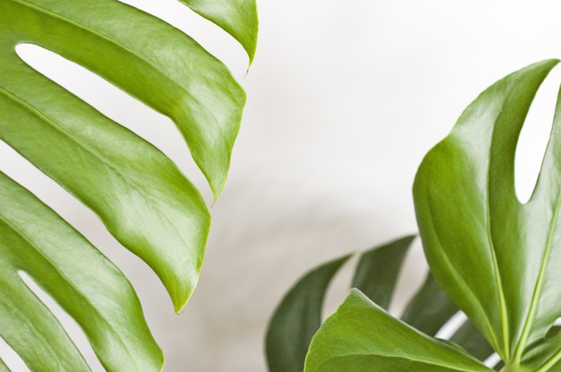 the tropical, food and drink, plant part, summer, monstera, green color, no people, botany, macro, plant, leaves, outdoors, backgrounds, growth, close-up