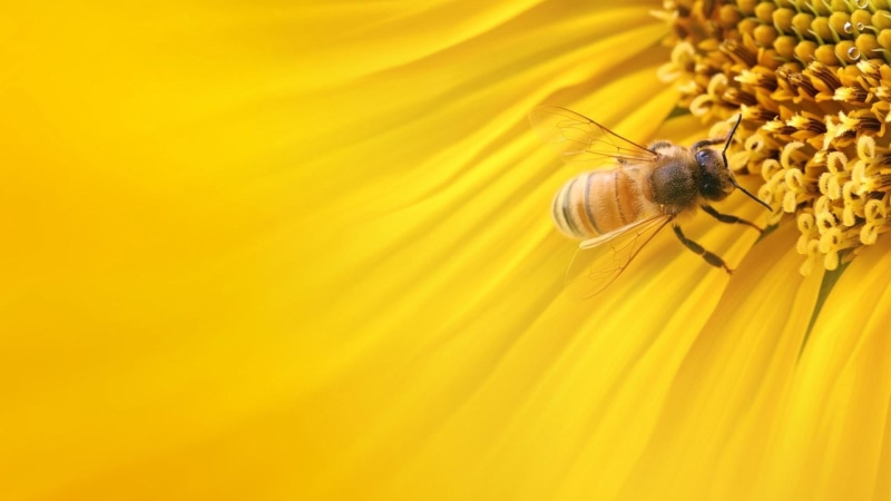 yellow, soft, 1080P, sunflower, abstract, flower, bee, insect, flowing, 3d and abstract