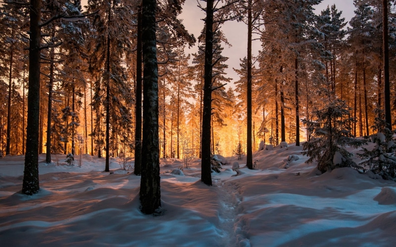 computer desktop  full screen nature pics 1920x1200, sky, nature, trunk, snow, tree trunk, plant, growth, tree, tranquil scene, icicle, land, 1080P, non-urban scene
