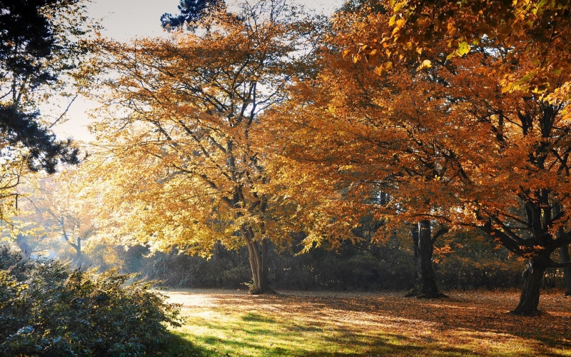tranquil scene, plant part, beauty in nature, leaf, orange color, plant, no people, change, tree, fall, nature, autumn, day, autumn collection, outdoors