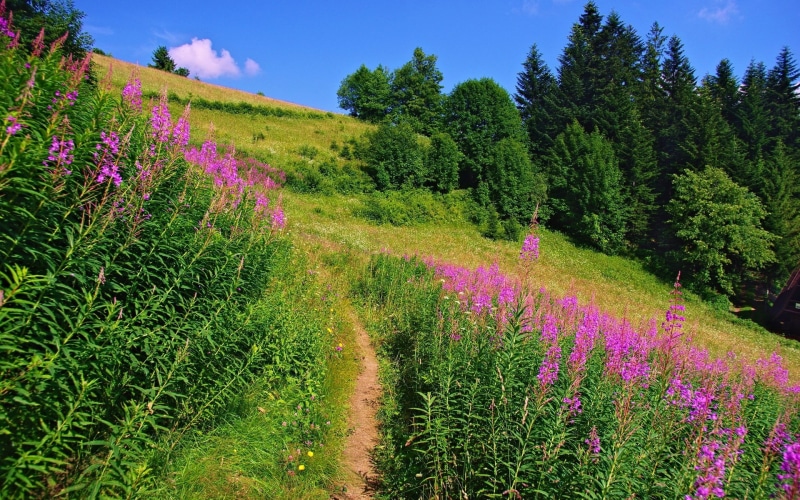flowering plant, outdoors, land, nature, desktop full screen  nature pictures 1920x1200, sky, environment, flowerbed, flower, no people, beauty in nature