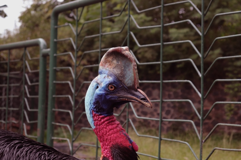 vertebrate, cage, casuariidae, animal themes, animal head, animal wildlife, metal, one animal, species, animal, animal neck, nature, animal body part, animals in captivity