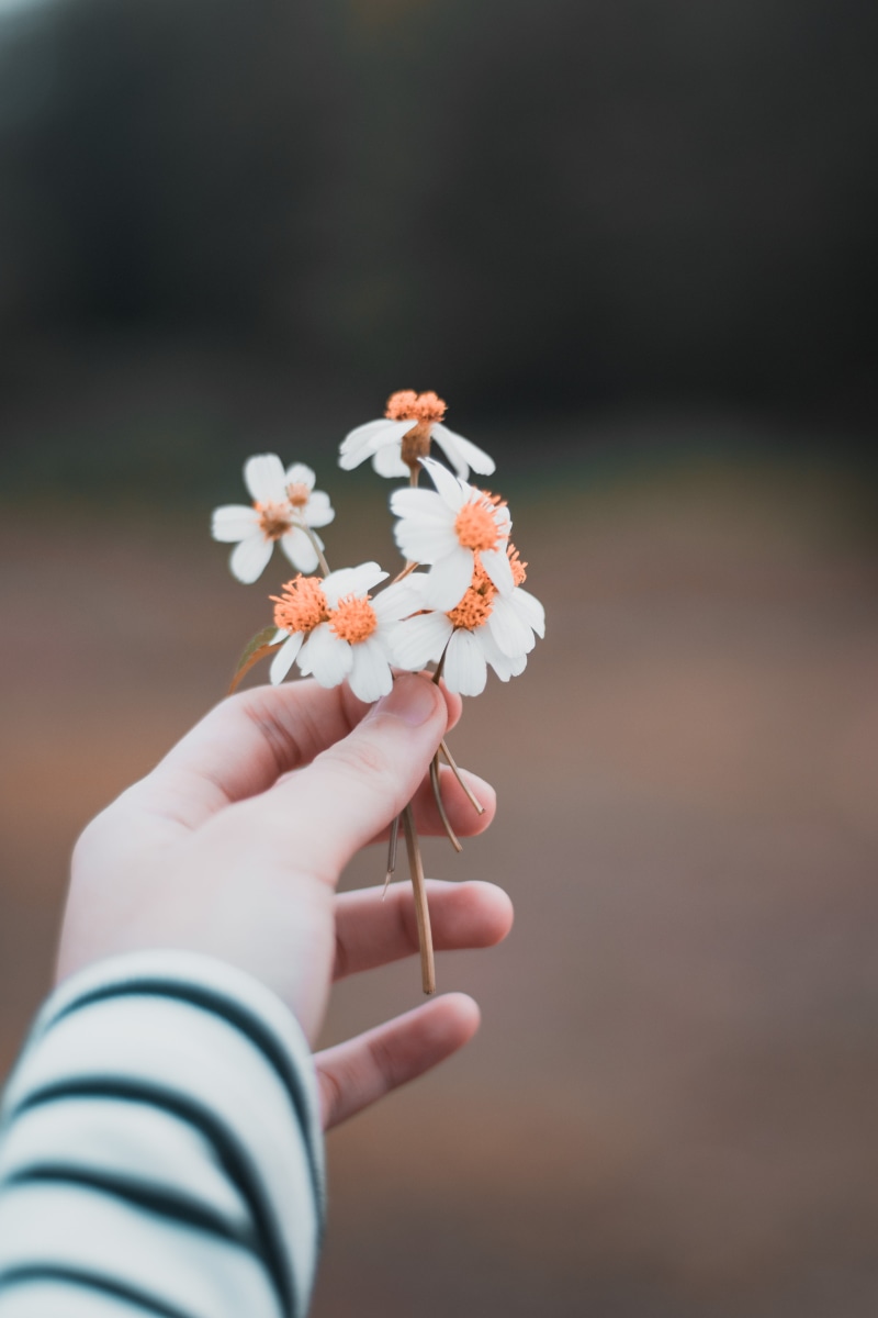 flowers, floral, human limb, hands of flower, real people, close-up, holding, pollen, nature, cool, flowering plant