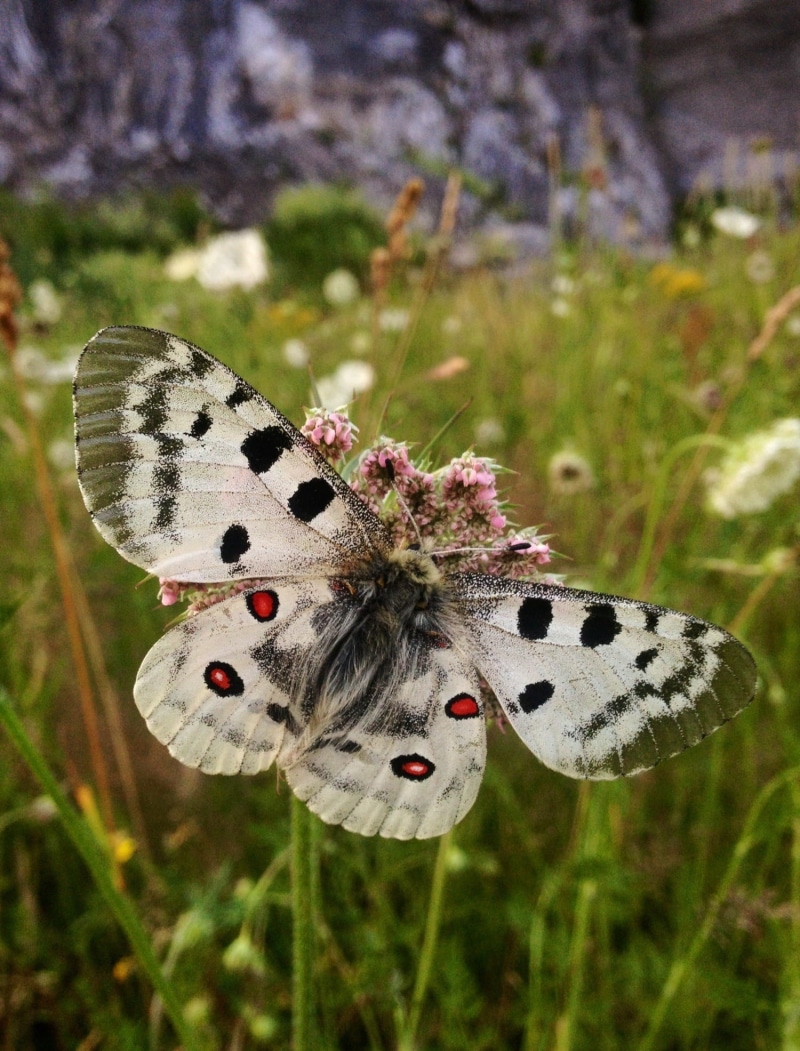 insect, flower, protected, animal markings, animals in the wild, parnassius apollo, butterfly - insect, animal wing, stark threatened, one animal, nature