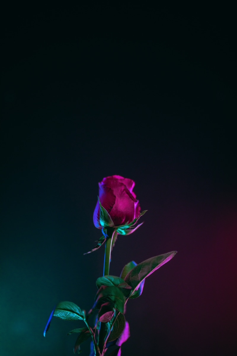 bud, no People, petal, green Color, rose, single Flower, bouquet, dark background, leaf, plant, multi Colored, leaves, studio shot, flower Head, season