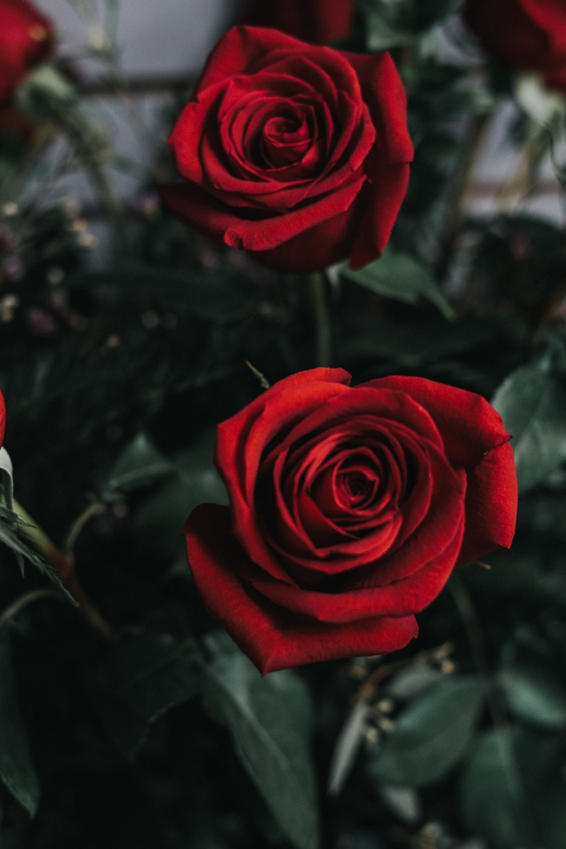 anniversary, love, plant, springtime, inflorescence, petal, focus on foreground, roses, macro, backgrounds, flower arrangement, red, bud, beauty In Nature