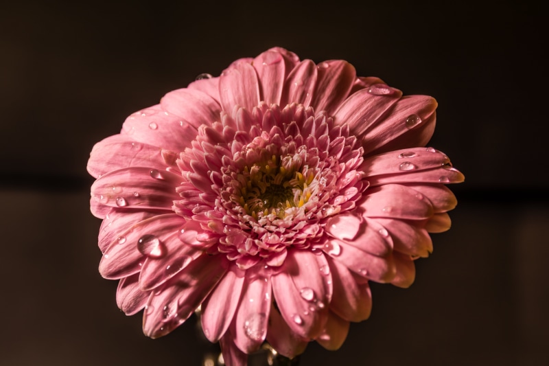 outdoors, colorful, nobody, beauty in nature, flower head, flower, color, nature, pink, pink flowers, gerbera daisy, gardening, light, leaf, fragility
