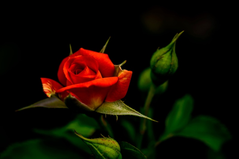 Bokeh, 2K, Nikon AF, Nature, Yokohama, f / 1, f/1, Macro, CLUB, red, Japan, Kanagawa, red Rose, rose - Flower, 8G, Aoba, close-up, f/1.8, Nikon  D750