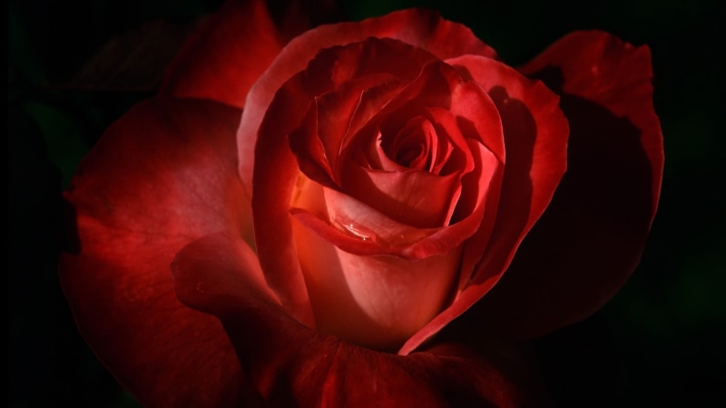 nature, inflorescence, red, no people, vulnerability, tea, 1080P, flower arrangement, fragility, flowering plant, flower head, rose, close-up, flowers