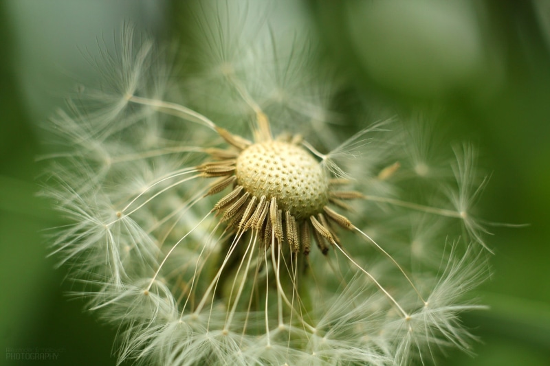 growth, flower, focus on foreground, close-up, inflorescence, flower head, plant, selective focus, fragility, bokeh, flowering plant, white, nature, freshness
