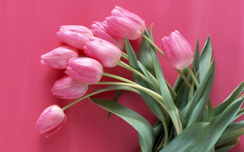 tulips, flowering plant, gift, macro, pink, backgrounds, green Color, tender, 720P, purple, freshness, red, white, vulnerability, no People, springtime