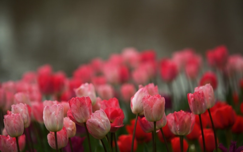 1080P, Blur, Tulips, Pink, Flowers, Background
