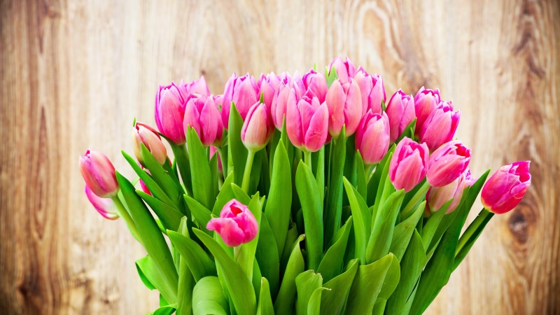 Tulip, Beautiful, Bouquet, Flowers, Pink, 4K