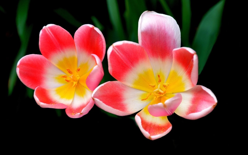 Photography, Petals, 1080P, Flowers, Pink, Macro, Tulip