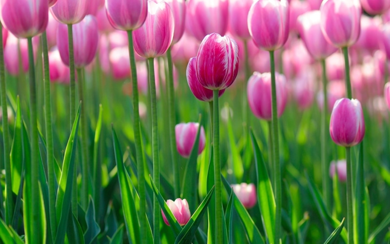 Morning, Pink, Flowers, tulips, 1080P, Tulip