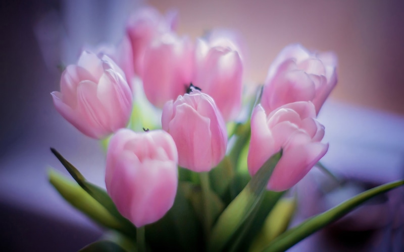 Flowers, Pink, Bouquet, Tulips, Background, 1080P, Blur