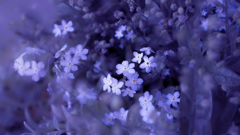 freshness, no people, full frame, color, blossom, vulnerability, flower head, season, fragility, lavender, garden, colorful, flora, pink, decoration, beauty in nature