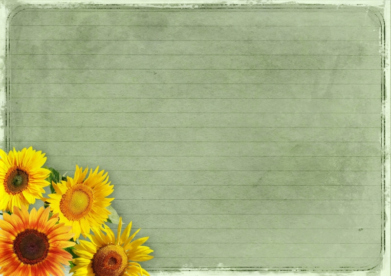2K, flower, plant, textured effect, blank, background image, flower head, textured, green, beauty in nature, frame, empty, board, template, paper, pollen