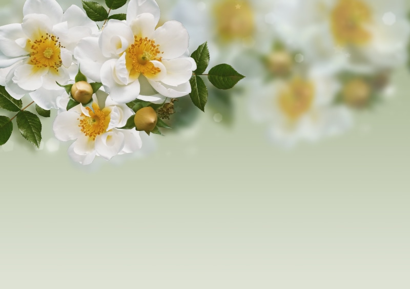 inflorescence, indoors, day, beauty in nature, fragility, roses, template, floral, love, bokeh, nature, paper, friendship, flower, pollen, greeting, welcome