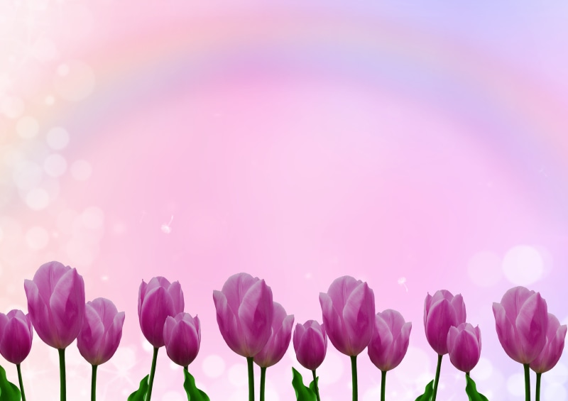 flowering plant, pink, petal, empty, beauty in nature, greeting card, flower, multi colored, fragility, floral, softness, vulnerability, paper, inflorescence