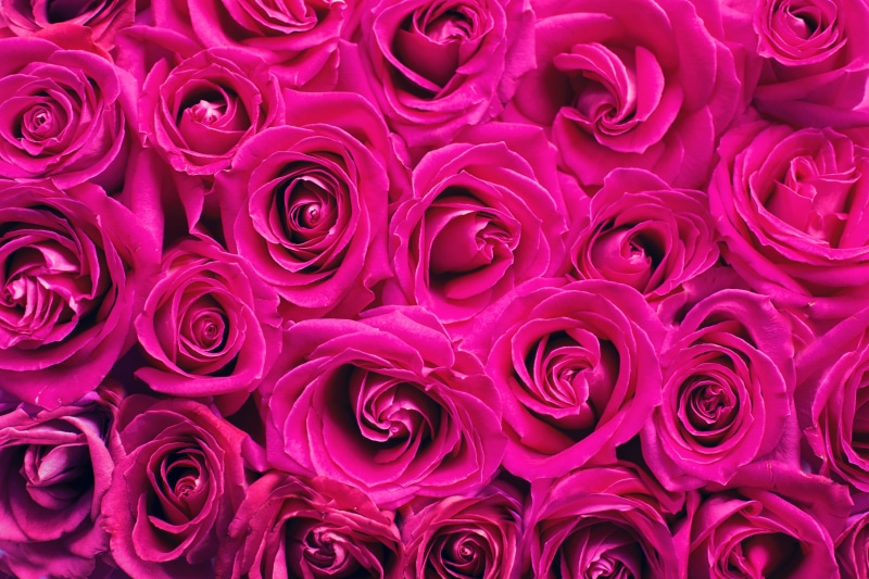 fragility, plant, backdrop, rose, background, flowering plant, romantic, valentine, rose - flower, romance, pattern, pink, blossoms, greeting, flower, ink