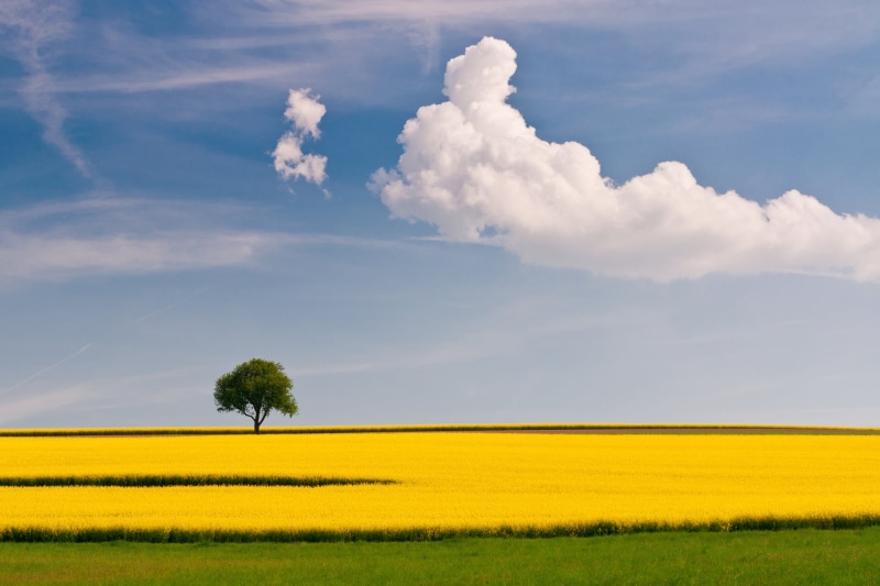 nature, no People, crop, horizon Over Land, yellow, sun, day, land, blue, oilseed Rape, environment, season, simplicity, landscapes, plant, outdoors, green