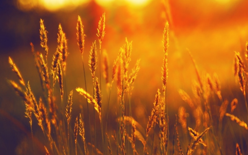 scenics, sunlight, stem, field, crop, beams, growth, grass, landscaped, seed, rural Scene, ripe, color Image, close-up, land, 2K, harvesting, plant, rye