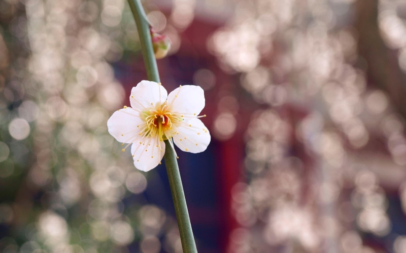 3d and abstract, floral, 1080P, beauty, daisy, simplicity, flower
