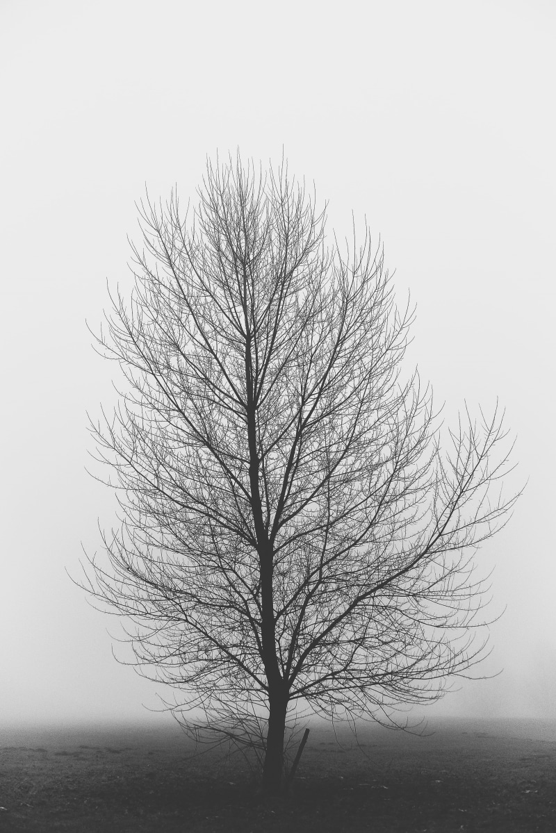 isolated, tranquil scene, no people, non-urban scene, tree trunk, branch, dark, monochrome, beauty in nature, minimalism, hopeless, scenics - nature, nature