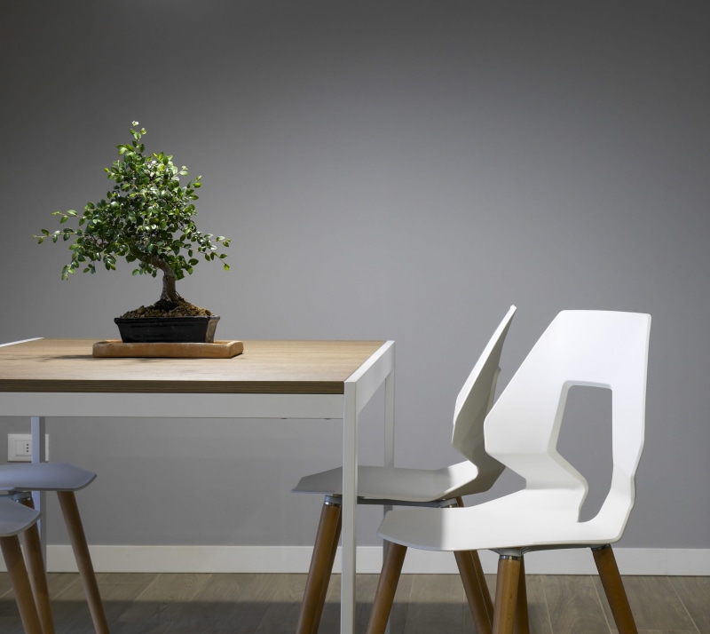 interior design, set, bonsai, absence, chair, day, white, brown, furniture, room, desk, house, futurist, plant, 2K, tree, furnishing, dining, business