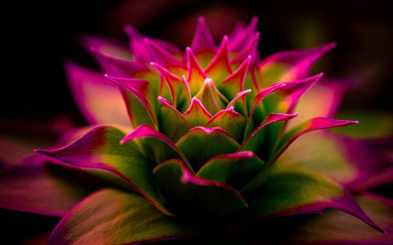 inflorescence, nature, fragility, focus on foreground, flower, purple, growth, black background, soft focus, flowering plant, vulnerability, photography